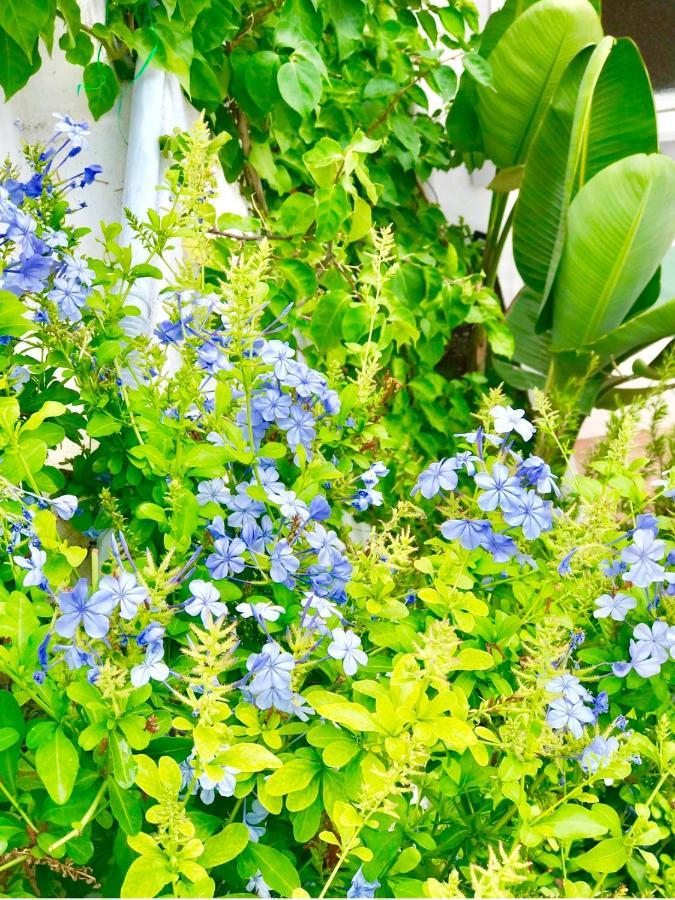 Les Lilas โรกบรูน-กัป-มาร์แต็ง ภายนอก รูปภาพ